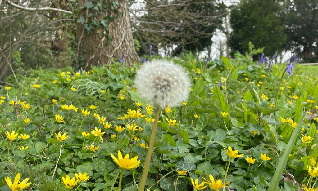 dandelion2